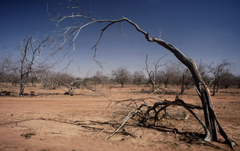 Ghostly sentinels: trees in Senegal that have died in a drought.